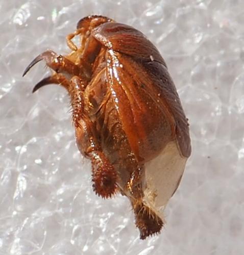 Réf. 238 715 : Scaptocoris minor